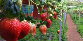 زراعة الفراولة في قطر تشق طريقها رغم الصعوبات البيئية