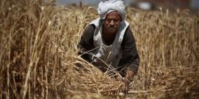 مصر تطلب شراء قمح للشحن في 1 تشرين الثاني حتى 10 منه