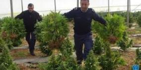 الشرطة تضبط 23 كيس مارغوانا في يطا