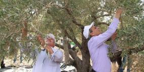 قلقيلية: يوم لقطف الزيتون في بلدة النبي الياس
