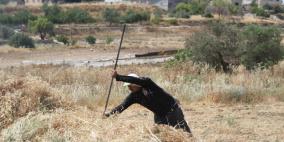 موسم الحصاد الفلسطيني