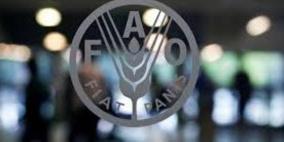 فاو: عجز القمح السوري سيبلغ 800 ألف طن في 2015