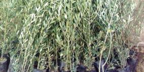 ناشطون يزرعون أشتال زيتون في أرض مهددة بالمصادرة شرق بيت لحم