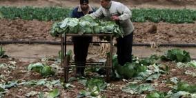 550 مليون دولار خسائر القطاع الزراعي في غزة