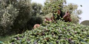 افتتاح مهرجان قطف الزيتون الرابع عشر في بيت لحم