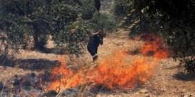 حريق يلتهم 100 شجرة زيتون غرب مدينة جنين