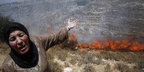 مستوطنون يخرّبون حقول زيتون جنوب نابلس