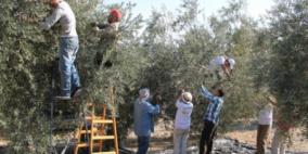 نابلس: متطوعون يقدمون العون للمزارعين في قطف الزيتون قرب حاجز زعترة