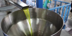 مراحل عصر الزيتون في الخليل