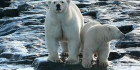 صور من القطب الشمالي