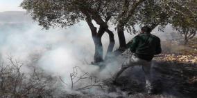 مستوطنون يحرقون عشرات أشجار الزيتون في عزون