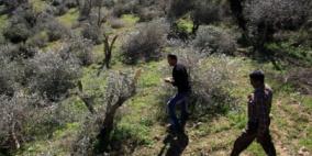 مستوطنون يقتلعون 200 شتلة زيتون في كفر قدوم