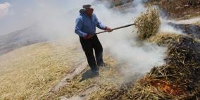 حصاد الفريكة في قرية ترمسعيا قرب محافظة رام الله