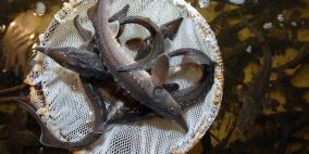 روسيا لا تنوي رفع الحظر عن صيد سمك الحفش في بحر قزوين