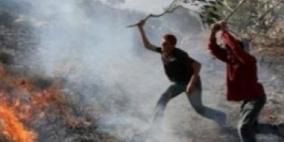 مستوطنون يحرقون 400 شجرة زيتون في قرية الولجة ببيت لحم