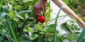 انتاج الفراوله  في قطاع غزه