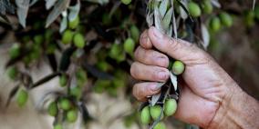 الاردن يعلن بدء موسم عصر الزيتون