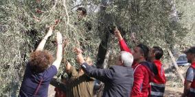 قلقيلية: يوم لقطف الزيتون في قرية جيت