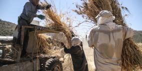 موسم الحصاد  ، في قرية اللبن الشرقية