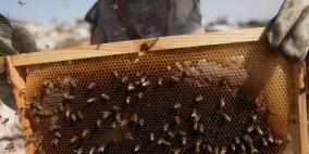 موسم جني العسل في بلدة المزرعة الشرقية