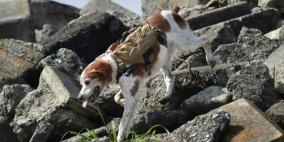 سترة آلية يابانية للكلاب بغية الكشف عن ناجين من زلزال