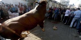 الأضاحي في غزة 2015.. للأغنياء فقط