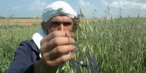 بالصور : أسراب الجراد تهاجم أحلام المزارعين في غزة