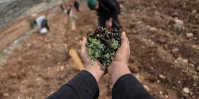 زراعة الزعتر في فلسطين