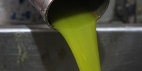 موسم زيتون مخيب للآمال في غزة