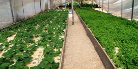 بالصور.. "الزراعة المائية" زراعة المستقبل في غزة