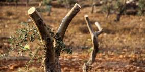 المستوطنون يقطعون  قرابة 140 شجرة زيتون في قرية المغير