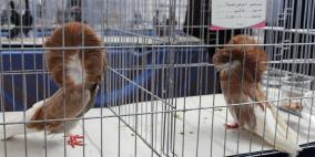 المعرض الثاني لهواة ومربي الحمام في غزة