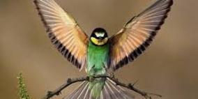 الاعجاز فى معرفه الطيور طريقها الصحيح دون اى خطأ