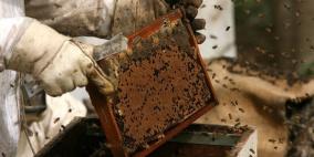 جني عسل النحل في غزة