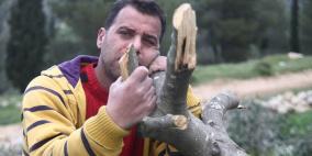 اقدم قطعان المستوطنين خلال ساعات الليل على قطع عشرات من اشجار الزيتون المعمرة على اراضي قرية نحالين الواقعة الى الغرب من مدينة بيت لحم