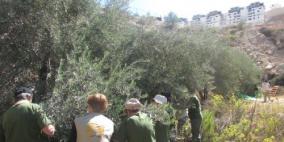 ١٣٠ ناشطا أجنبيا يساعدون في قطف الزيتون في حقول فلسطينية مُهددة