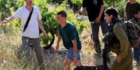 مستوطنون يدمرون مزروعات في أراضي حوسان