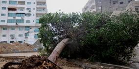 الريح والبرد يرفع أمواج بحر غزة ويقتلع أشجارها