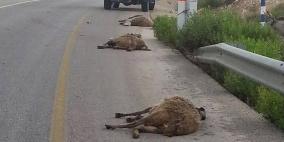 مستوطن يدهس قطيع أغنام ويقتل عشرة منها