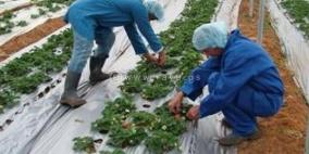 "العمل الزراعي" يوزع 600000 شتلة خضار شتوية في محافظتي الخليل وبيت لحم