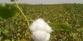 الاقتتال وسوء التصريف يهددان زراعة القطن بالحسكة السورية