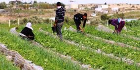 "فراولة غزة" في تراجع تدريجي