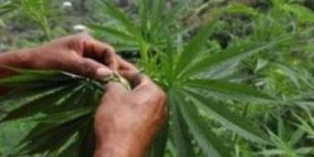 قلقيلية: ضبط 168 شتلة مارجوانا والقبض على مشتبه به