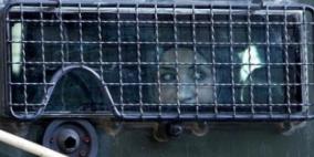 الاحتلال يعتقل زوجة أسير مقدسي وطفليها أثناء الزيارة