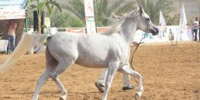 نتائج بطولة فلسطين الأولى لجمال الخيول العربية