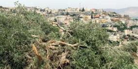 الاحتلال يقتلع ويسرق أشجار زيتون في قرية الجبعة غرب بيت لحم
