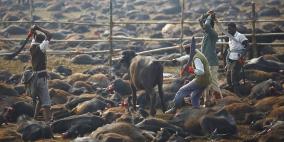 قتل 300 ألف ثور للتقرب من الآلهة في نيبال