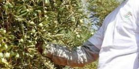 'الزراعة' تعلن موعد بدء موسم تصدير زيت الزيتون على شكل أمانات