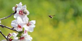 ازهار اللوز في ربوع فلسطين مع بداية الربيع