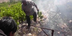 احتراق 40 شجرة زيتون بقرية الزاوية غرب سلفيت